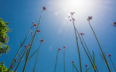 Vitamin D and Parkinson’s Disease Management: How to Optimize Levels During Winter 